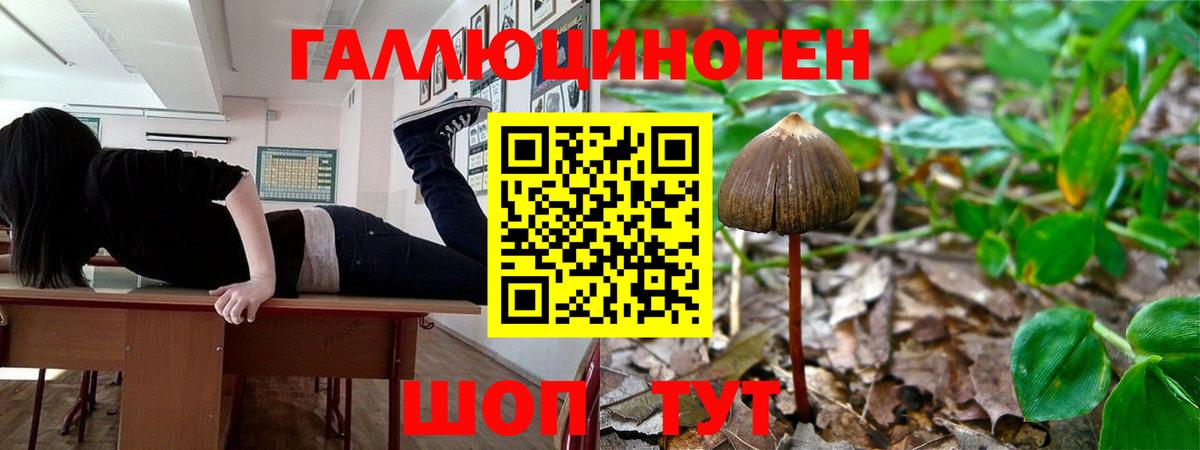 Галлюциногенные грибы Psilocybine cubensis  купить   Рубцовск  Вход с VPN  Псилоцибиновые грибы GOLDEN TEACHER 